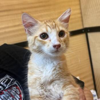 Jimmy -  Domestic Short Hair Cat for Adoption in Desert Hot Springs, California - Jimmy | PetCurious