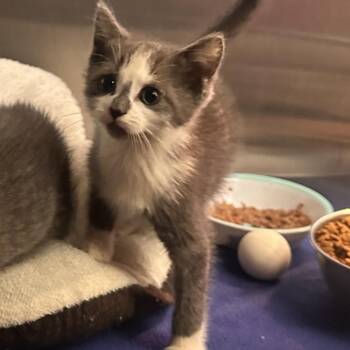 Garmin Smartwatch -  Domestic Short Hair Cat for Adoption in Rocky Mount, Virginia - Garmin Smartwatch | PetCurious