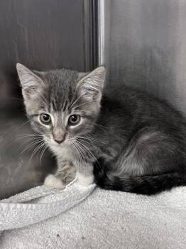 Moss -  Domestic Short Hair Cat for Adoption in Houston, Texas - Moss | PetCurious