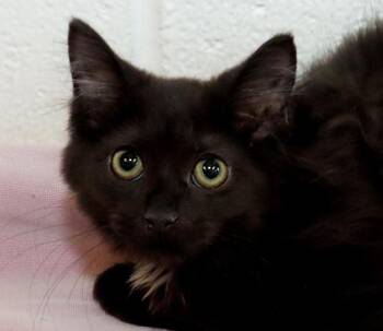 Ebony -  Domestic Long Hair Cat for Adoption in Euclid, Ohio - Ebony | PetCurious