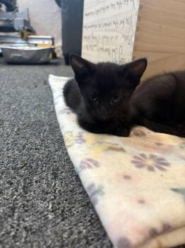 Neveah -  Bombay Cat for Adoption in Lancaster, California - Neveah | PetCurious