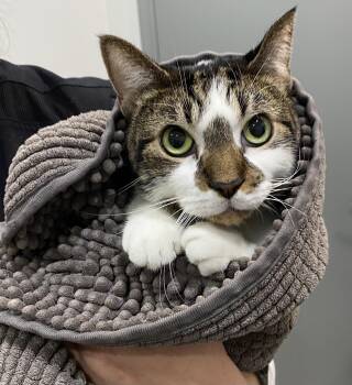 Rescue Tabby Cats for Adoption in Philadelphia, Pennsylvania - Awbury | PetCurious