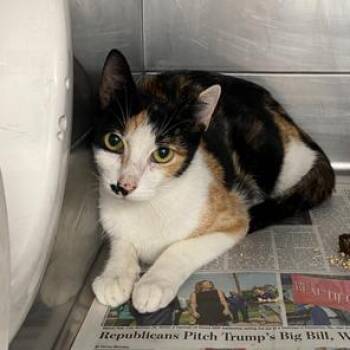 lzzy -  Domestic Short Hair Cat for Adoption in Hawthorne, California - Lzzy | PetCurious