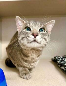 Domestic Short Hair Cats Available for Adoption in Bowling Green, Kentucky - Dorian Grey | PetCurious