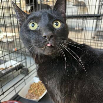 Domestic Short Hair Cats Available for Adoption - Smoke | PetCurious
