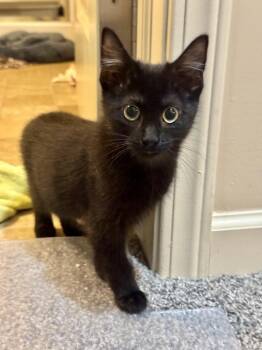 Venus -  Domestic Short Hair Cat for Adoption in Omaha, Nebraska - Venus | PetCurious