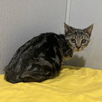 Domestic Short Hair Cats Available for Adoption in Tampa, Florida - Smiley | PetCurious