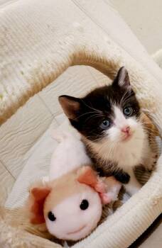 Domestic Short Hair Cats Available for Adoption in Shawnee, Oklahoma - Petrie | PetCurious