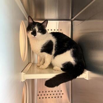 Domestic Medium Hair Cats Available for Adoption in Norman, Oklahoma - Felton | PetCurious