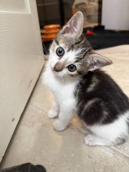 Domestic Medium Hair Cats Available for Adoption in Bryan, Texas - Kimchi | PetCurious