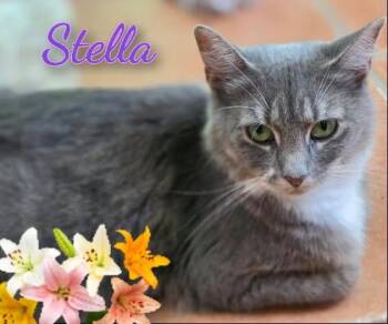 Stella -  Domestic Medium Hair Cat for Adoption in Corinth, New York - Stella | PetCurious