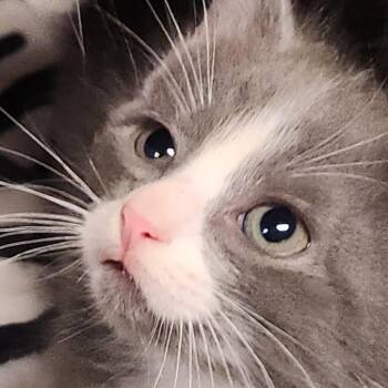 Bianca K46521 -  Domestic Short Hair Cat for Adoption in Corsicana, Texas - Bianca K46521 | PetCurious