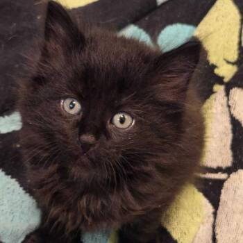 St. Germain -  Domestic Medium Hair Cat for Adoption in Carencro, Louisiana - St. Germain | PetCurious