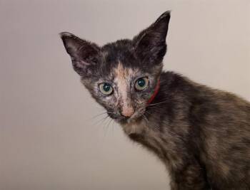 BARA -  Domestic Short Hair Cat for Adoption in Fort Lauderdale, Florida - BARA | PetCurious