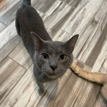 Winter -  Domestic Short Hair Cat for Adoption in West Des Moines, Iowa - Winter | PetCurious