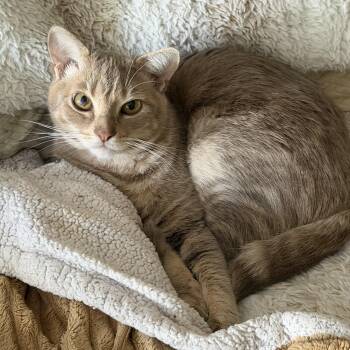 Jimmy -  Tabby Cat for Adoption in Woodinville, Washington - Jimmy | PetCurious