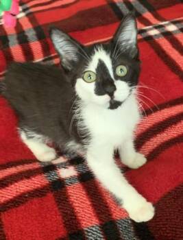 Rescue Domestic Medium Hair Cats for Adoption in Liverpool, Texas - Aspen | PetCurious