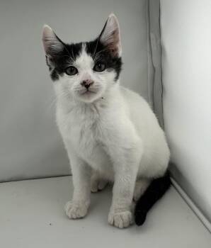 Rescue Domestic Short Hair Cats for Adoption in San Diego, California - Segwasa | PetCurious