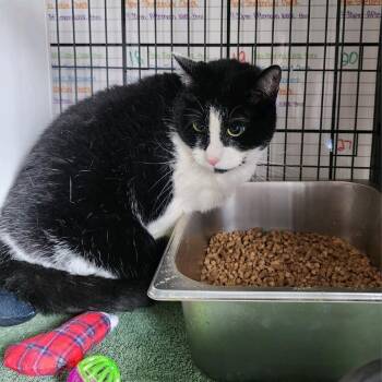 Domestic Short Hair Cats Available for Adoption - Pudge | PetCurious