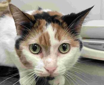 Patches -  Domestic Short Hair Cat for Adoption in New Castle, Indiana - Patches | PetCurious