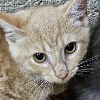 Peony -  Tabby Cat for Adoption in Richmond, Virginia - Peony | PetCurious