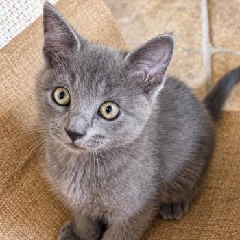 Jules -  Domestic Short Hair Cat for Adoption in Jamestown, North Dakota - Jules | PetCurious