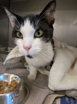 Rescue Domestic Short Hair Cats for Adoption in Herndon, Virginia - Eddie | PetCurious