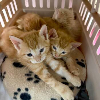 Janthony 10 -  Domestic Short Hair Cat for Adoption in Austin, Texas - Janthony 10 | PetCurious