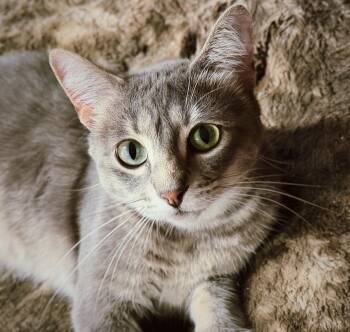 Nikki -  Domestic Short Hair Cat for Adoption in Roberts Creek, British Columbia - Nikki | PetCurious