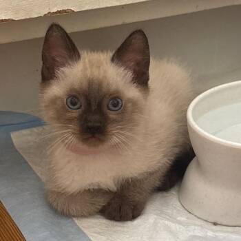 Kissa Katze - AC -  Siamese and Domestic Short Hair Cat for Adoption in Tallahassee, Florida - Kissa Katze - AC | PetCurious