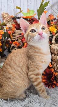 Rescue Domestic Short Hair Cats for Adoption in Ocean Springs, Mississippi - Tiggs | PetCurious