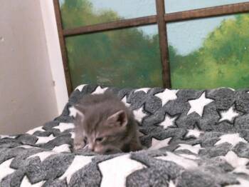 Domestic Short Hair Cats Available for Adoption in Houston, Texas - REMI | PetCurious