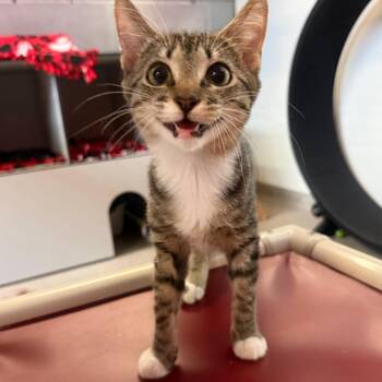 Pixie -  Domestic Short Hair Cat for Adoption in Sarasota, Florida - Pixie | PetCurious