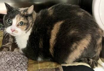Callie -  Domestic Short Hair Cat for Adoption - Callie | PetCurious