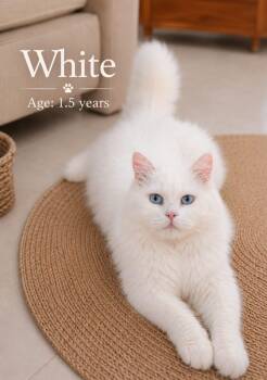 Whiteg -  Turkish Angora Cat for Adoption in Brampton, Ontario - Whiteg | PetCurious
