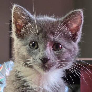 Hunny -  Domestic Short Hair Cat for Adoption in Meadow Lake, Saskatchewan - Hunny | PetCurious