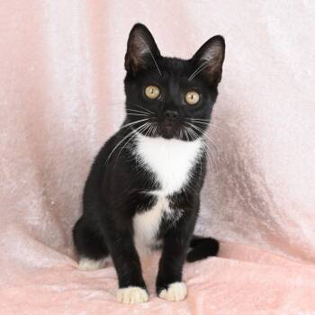 Jimmy -  Domestic Short Hair Cat for Adoption in Mobile, Alabama - Jimmy | PetCurious