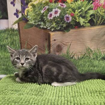 Leo -  Domestic Short Hair Cat for Adoption in Fort Wayne, Indiana - Leo | PetCurious