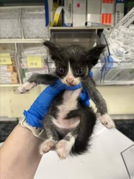 A228632 -  Domestic Short Hair Cat for Adoption in Woodland, California - A228632 | PetCurious