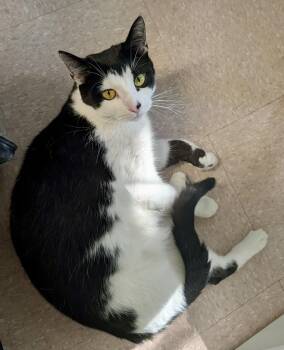 NESQUICK (CR/SC) -  Domestic Short Hair Cat for Adoption in Sainte-angèle-de-monnoir, Quebec - NESQUICK (CR/SC) | PetCurious