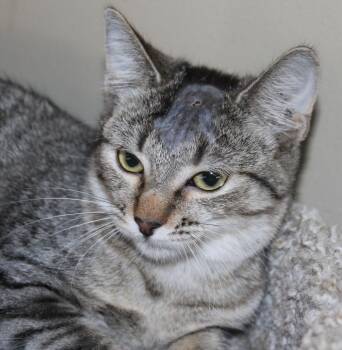 Rescue Domestic Short Hair Cats for Adoption in Huron, South Dakota - Feral | PetCurious