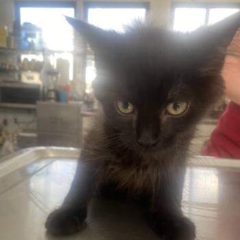 Wesley -  Domestic Short Hair Cat for Adoption in Chapel Hill, North Carolina - Wesley | PetCurious