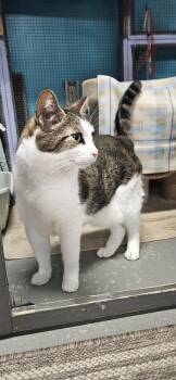 Domestic Short Hair Cats Available for Adoption in Muskegon, Michigan - Kaa **Fee Sponsored By Pat!** | PetCurious