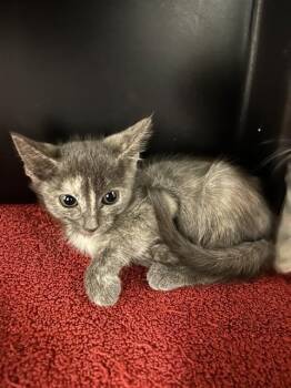 A012426 -  Domestic Short Hair Cat for Adoption in Ontario, California - A012426 | PetCurious