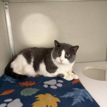 Levi -  Domestic Short Hair Cat for Adoption in Branford, Connecticut - Levi | PetCurious