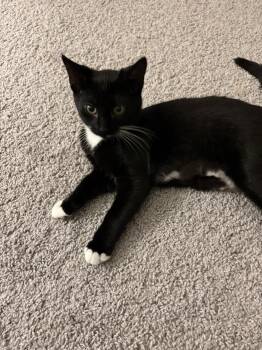Dash -  Domestic Short Hair Cat for Adoption in Greenwood, Indiana - Dash | PetCurious
