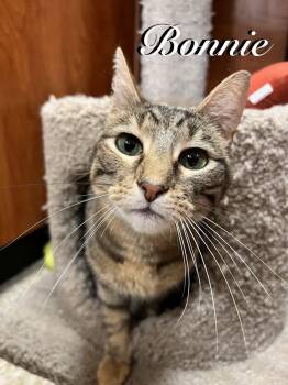 Domestic Short Hair Cats Available for Adoption - Bonnie | PetCurious