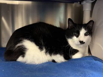 Rescue Domestic Short Hair Cats for Adoption in Raleigh, North Carolina - DOMINO | PetCurious