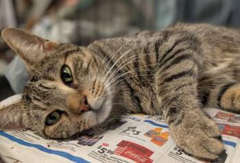 Rescue American Shorthair Cats for Adoption in Montclair, New Jersey - Delphinium | PetCurious
