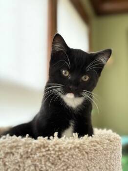 Rescue Domestic Short Hair Cats for Adoption in Minneapolis, Minnesota - Joey Macaroni | PetCurious